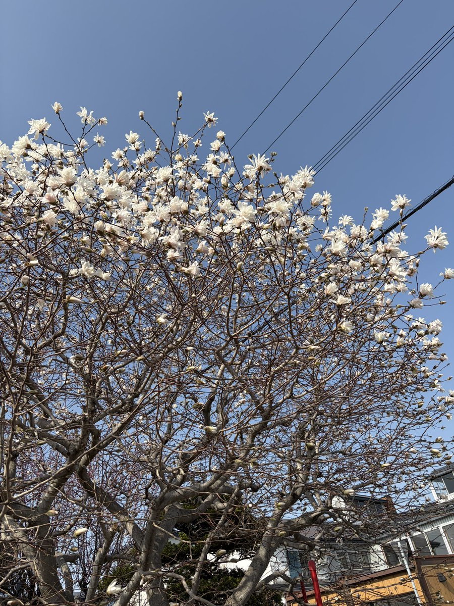 ハッカ王子 tweet media