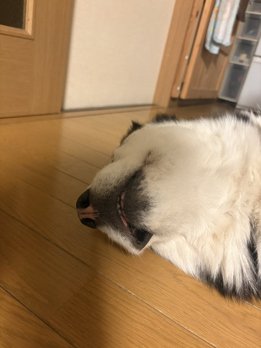 この世で
イッヌのタプに
かなう事象は
存在しない
#世界ハスタプ研究機構