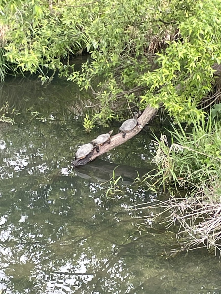 CLO-NEX🦋✨◎ #SAVE THFBS tweet media