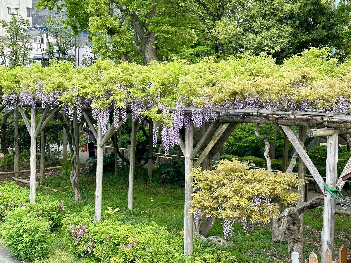 朝の散歩🚶
スカイツリーの麓は藤化粧。
#kameidotenjin