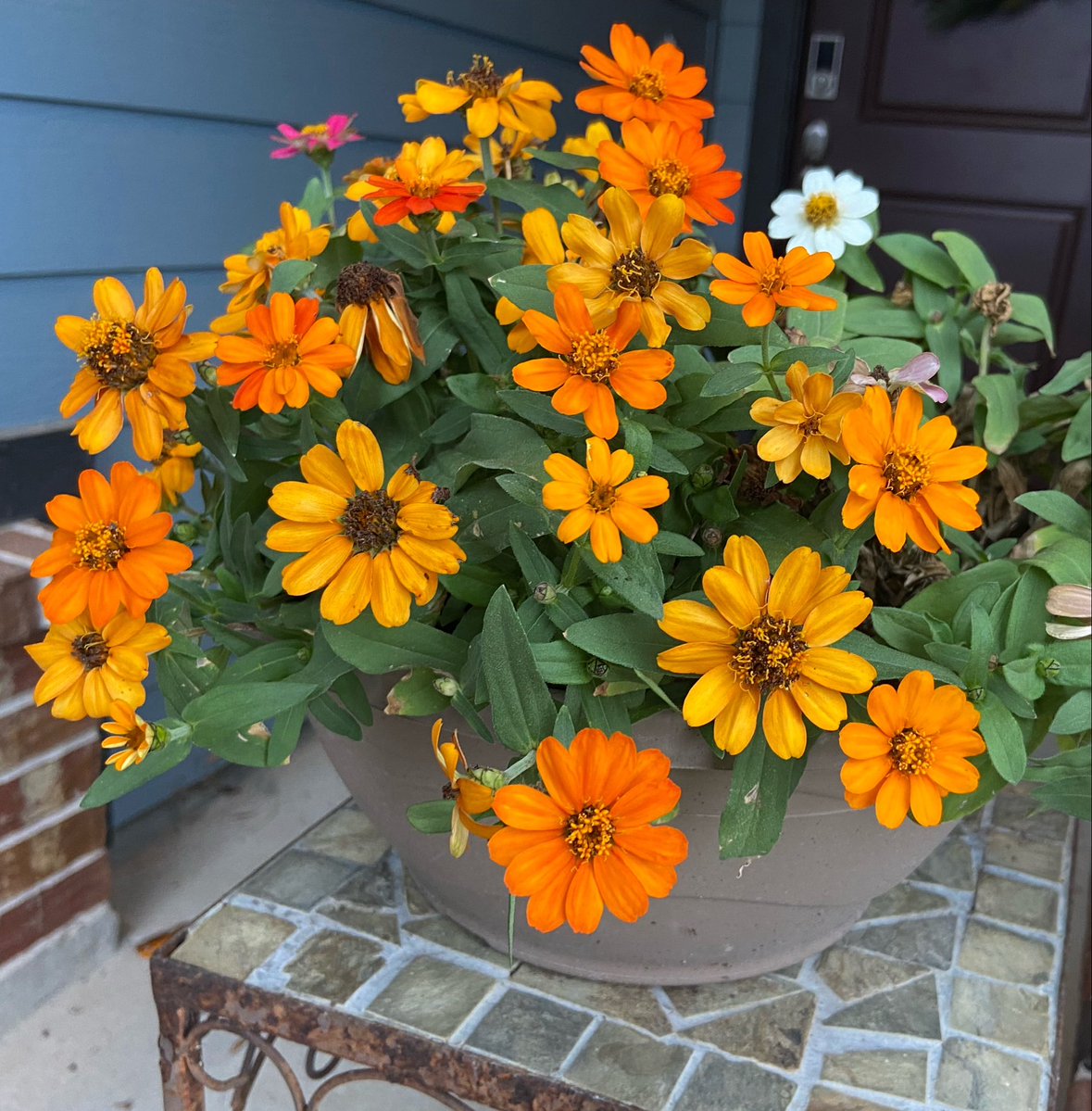 toshla_g's tweet image. All about orange…Share your orange