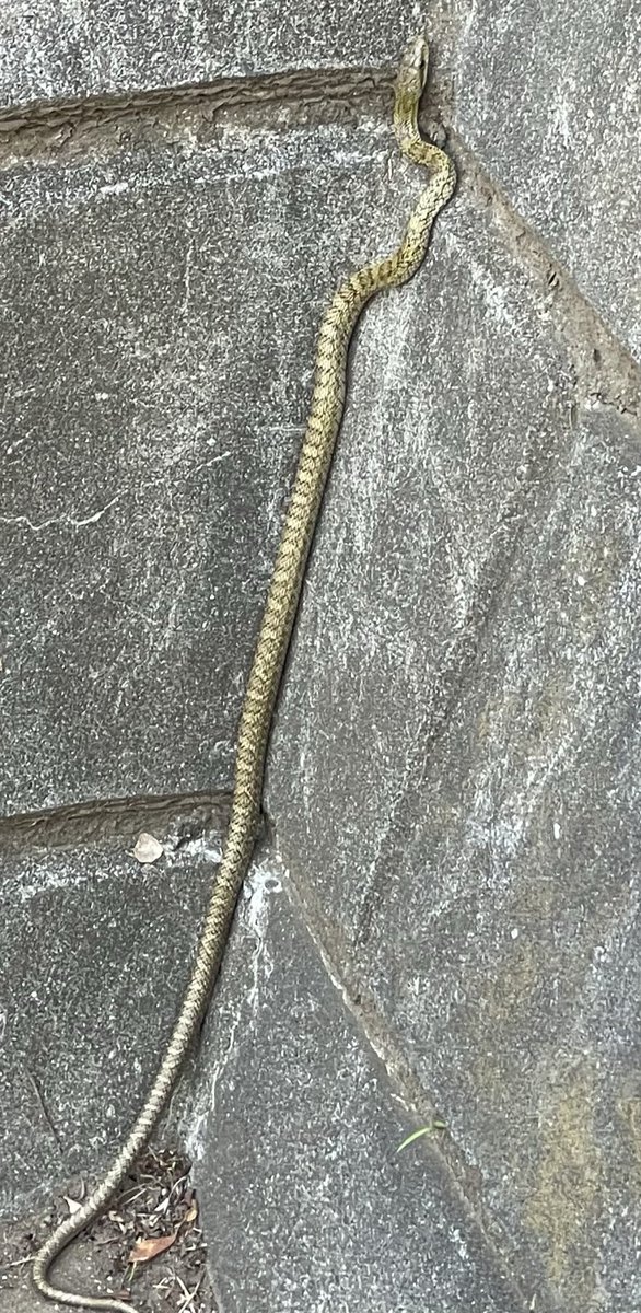 たつきのさぶあか【Project Parade!】 tweet media