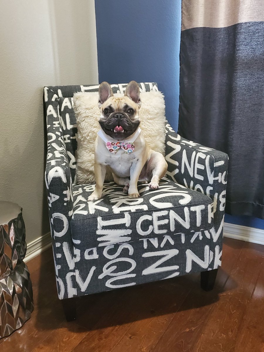 #Tyson #Love #BFF #BestFriend #Frenchie #FrenchBulldog #Dog #Pet #Family #Spring #Model