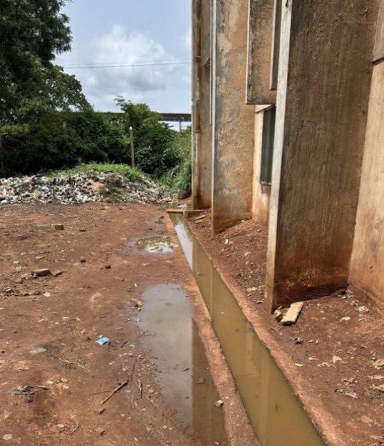 Bia Pulse tweet media