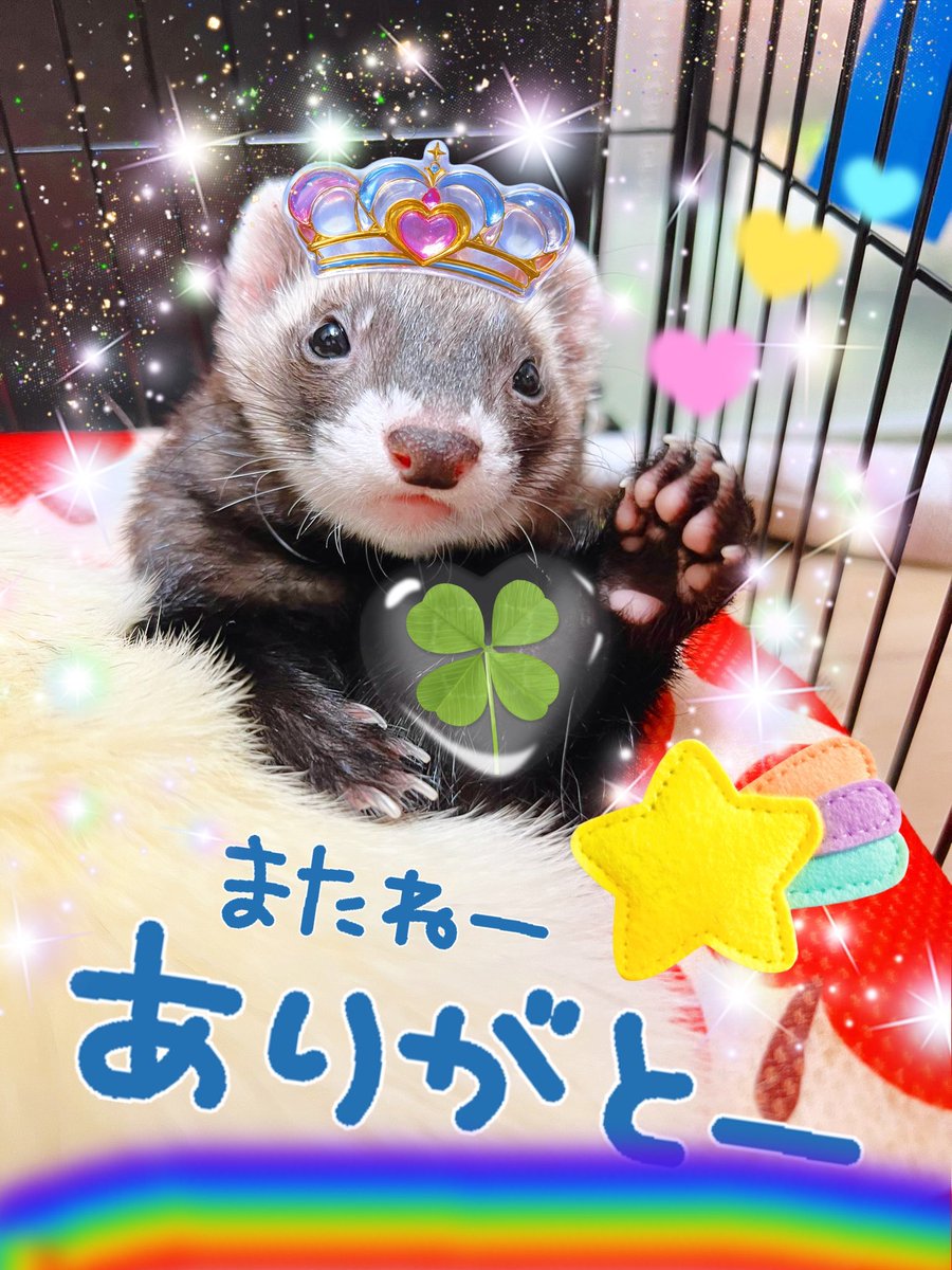 🐻‍❄️🐻‍🦦ふぇれっと雑誌編集長📔 tweet media