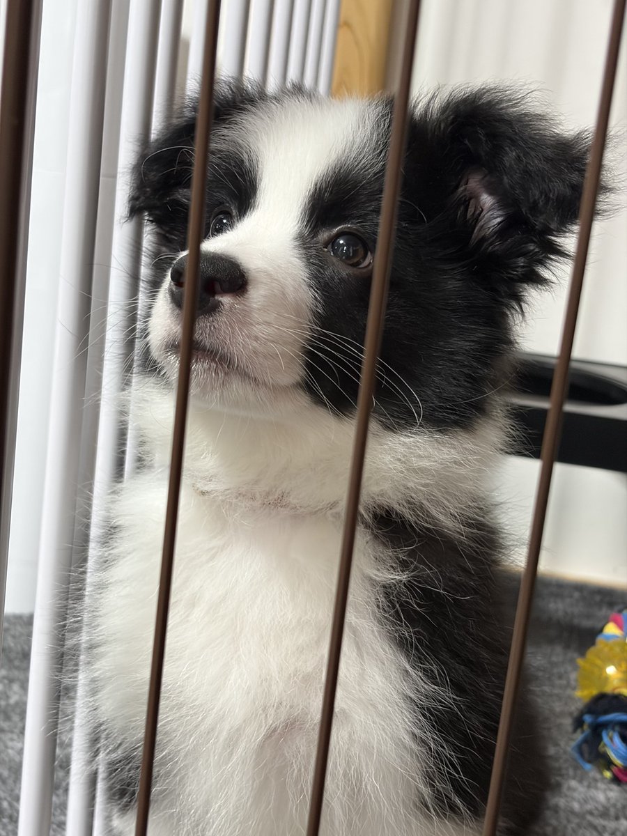 ノーフェイス tweet media