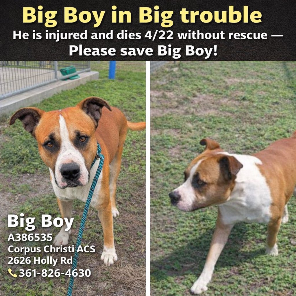 shannon_fla's tweet image. 1 y/o puppy -Big Boy is injured and at great risk 💉#CorpusChristiACS #Texas
Injury =🎯

Big Boy #A386535 at 1 y/o has only known pain. Old fractures-old hip dislocation-He could use hip surgery He is at great risk of dying 4/22. CCACS does not do injury. 
Please save Big Boy! He