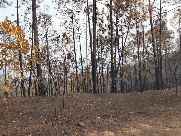 Controlado incendio forestal de muy grandes proporciones en La Lanza, Minas De Matahambre; y extinguido el del kilómetro 17 de la carretera de Luis Lazo, en #PinardelRío