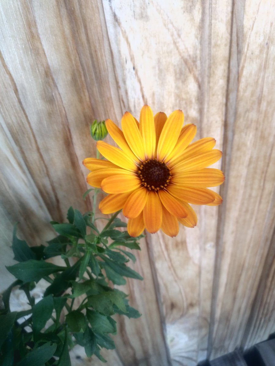 KMarestyrth's tweet image. Archivo de imágenes y recortes recopilados por Marcos Andrés Barros Ketterer. Marestyrth. #images #image #picture #pictures #photo #Temuco #Chile #Araucanía #Cautín #MarcosAndrésBarrosKetterer #Marestyrth #Photographer #Photography #Flora #Botánica #Ecología #Flowers #Flores