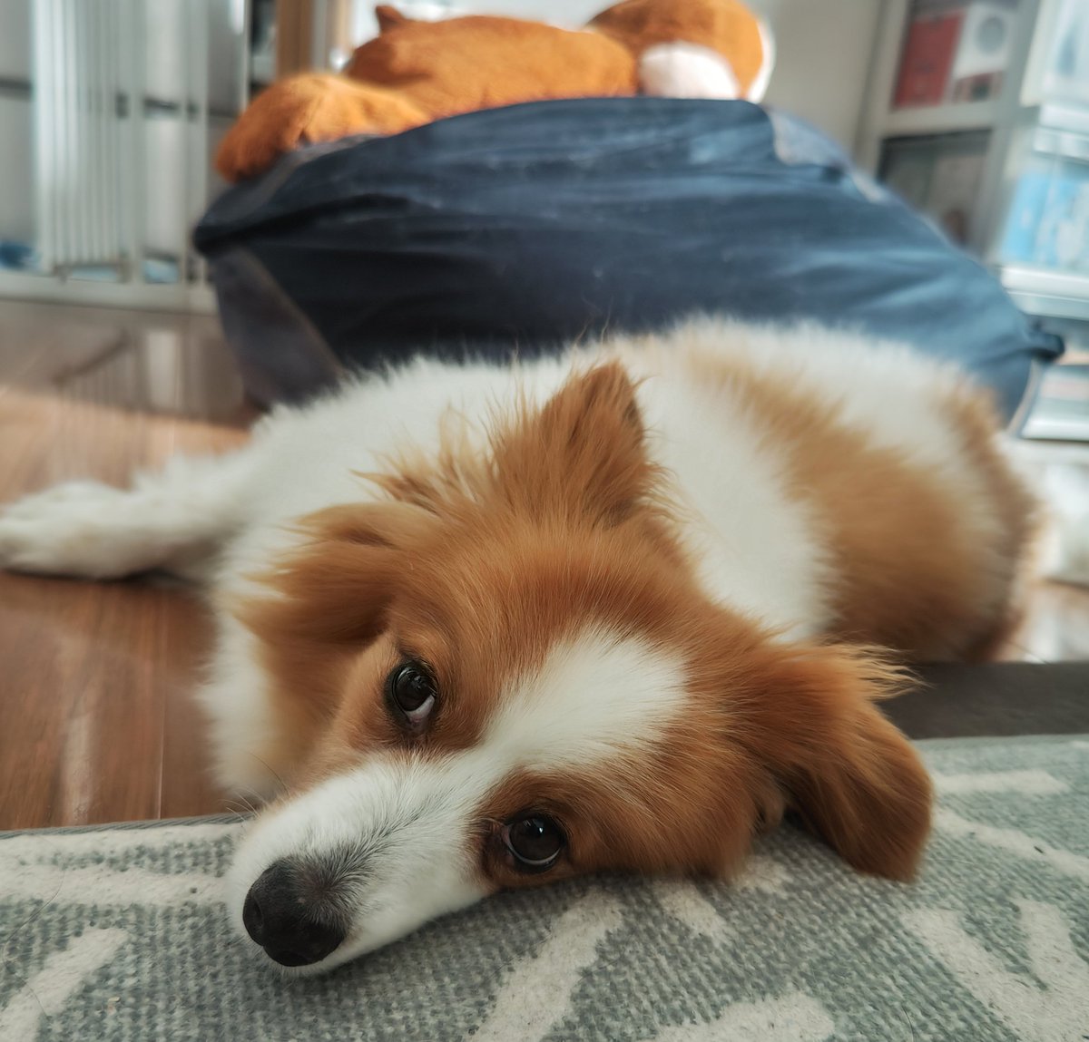 ぶっちゃん tweet media