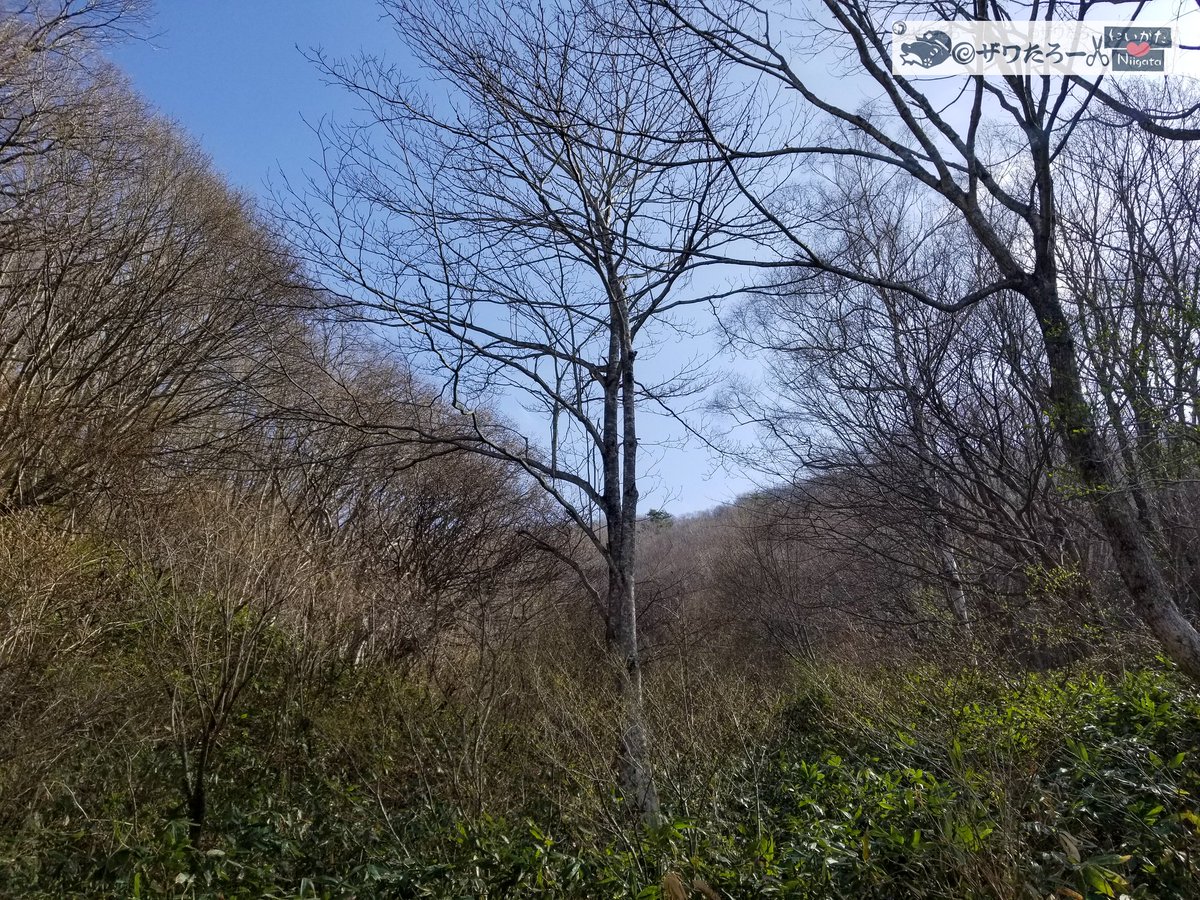 ザワたろー🐸✂️新潟県を切り刻むモリアオガエル tweet media