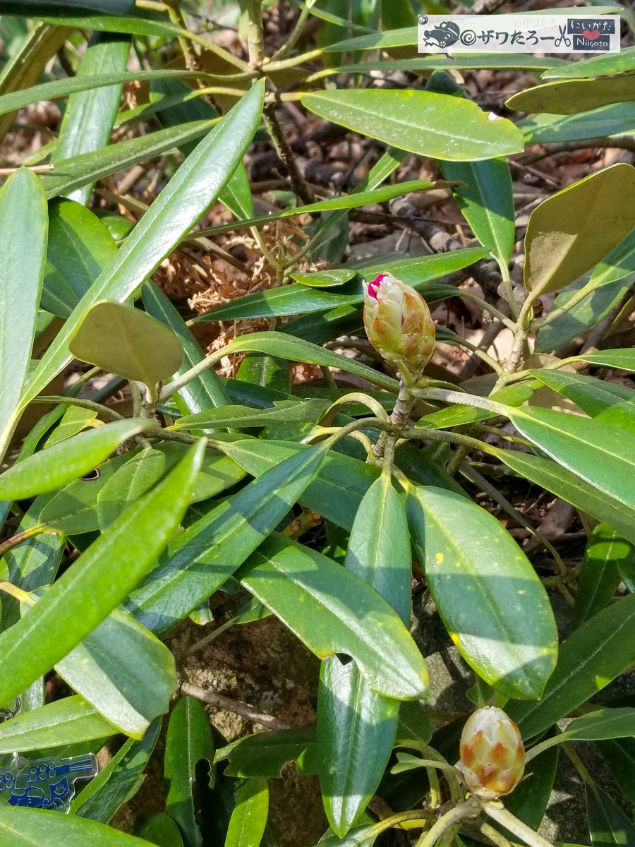 ザワたろー🐸✂️新潟県を切り刻むモリアオガエル tweet media