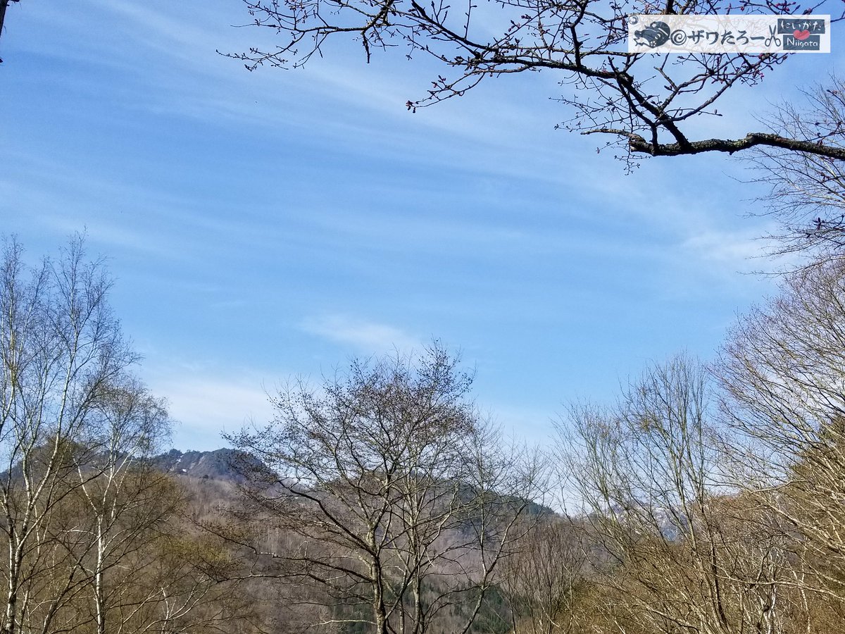 ザワたろー🐸✂️新潟県を切り刻むモリアオガエル tweet media