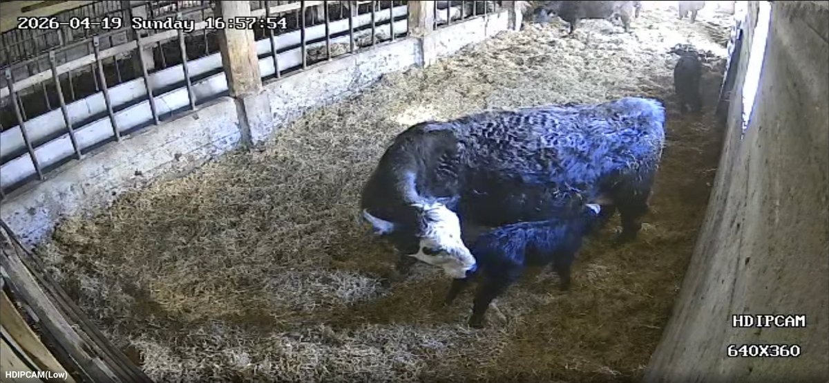 BirnamPork's tweet photo. Time to find a new hobby! For the least 3 weeks I have checked on my favourite cow more times then I'd like to admit only for her to pop this baby out over a 10 min span and for me not to realize because she hid her so well. Welcome to the world little heifer! #ontag #ontbeef https://t.co/kKlapMyLmB