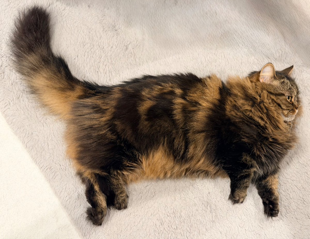 マンチカンのアーサー tweet media