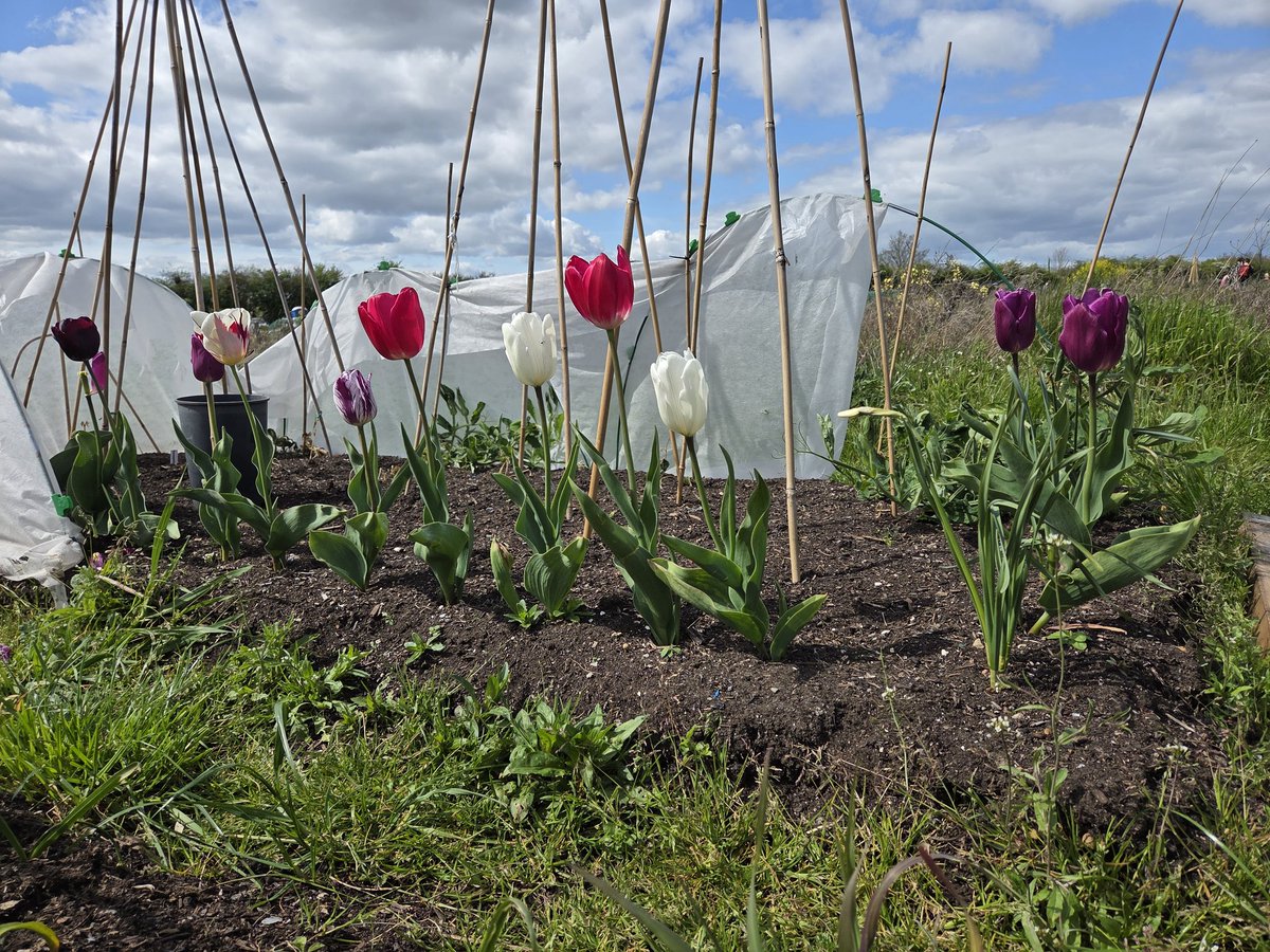 RuddAllotment's tweet image. Love these flowers #springflowers #springhassprung #flowerslovers