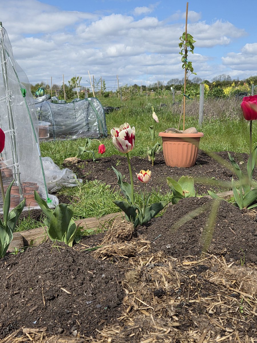 RuddAllotment's tweet image. Love these flowers #springflowers #springhassprung #flowerslovers