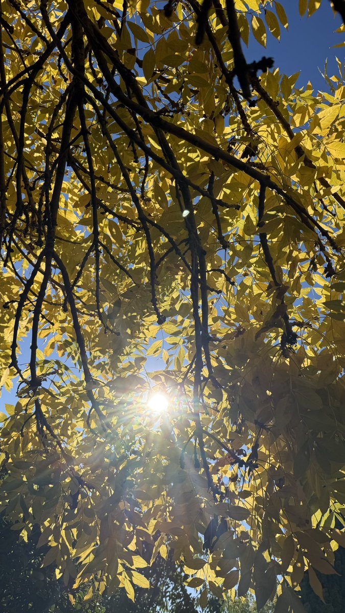 wapple15's tweet image. Good morning #Canberra 🍂 ☀️😎