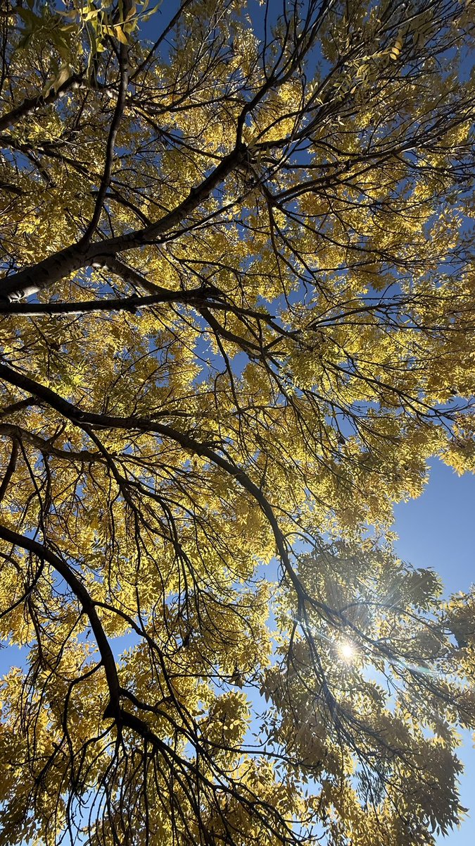 wapple15's tweet image. Good morning #Canberra 🍂 ☀️😎