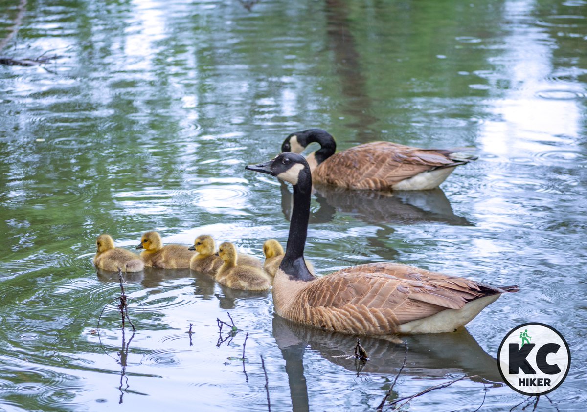 Although it’s nearing 70 years in age, Antioch Park is more relevant – and scenic – than ever. With its fountains, looping trails and boardwalks, it’s one of Johnson County’s most visited outdoor locations. kansascityhiker.com/johnson-county…