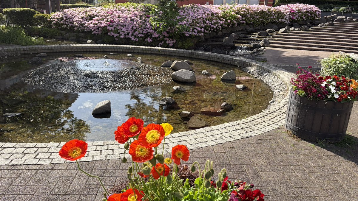 米は玄米 tweet media