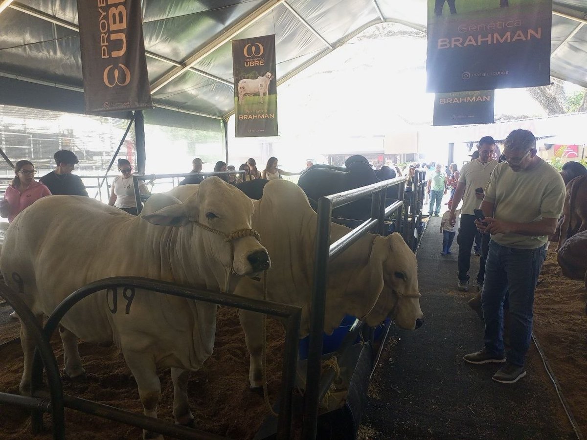 webnotitarde's tweet image. #Carabobo |  🇻🇪🐃  Así fue la experiencia de los asistentes a la XLIX Feria Nacional del Cebú y sus Cruces Valencia 2026, desarrollada en la Asociación de Ganaderos de Carabobo este domingo #19Abr, cuya edición ha llegado a su fin

✍🏽🤳🏼: Notitarde / Antonio López