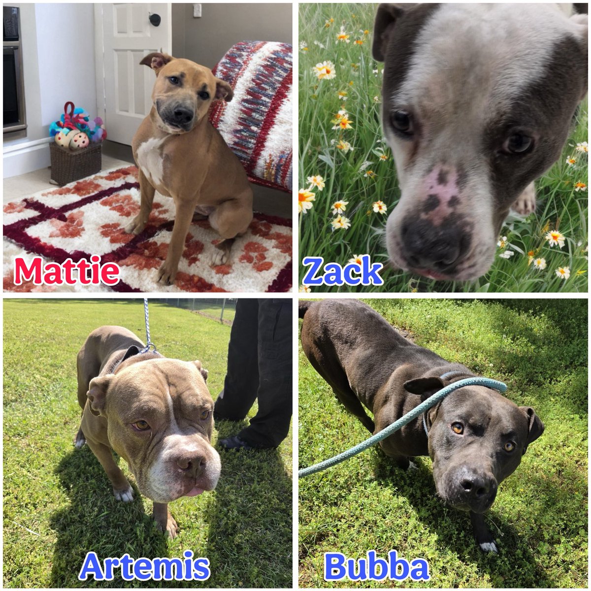 LacDonna's tweet image. We have 4 dogs that are running out of time!!!  Mattie is the most URGENT in Rocky Mount the longest. Zach &amp;amp;Artemis are past their adoptive &amp;amp; rescue date so they are also Urgent!! Bubba recently posted &amp;amp; urgently needs pledges!!  Please pledge &amp;amp; retweet for these wonderful dogs.