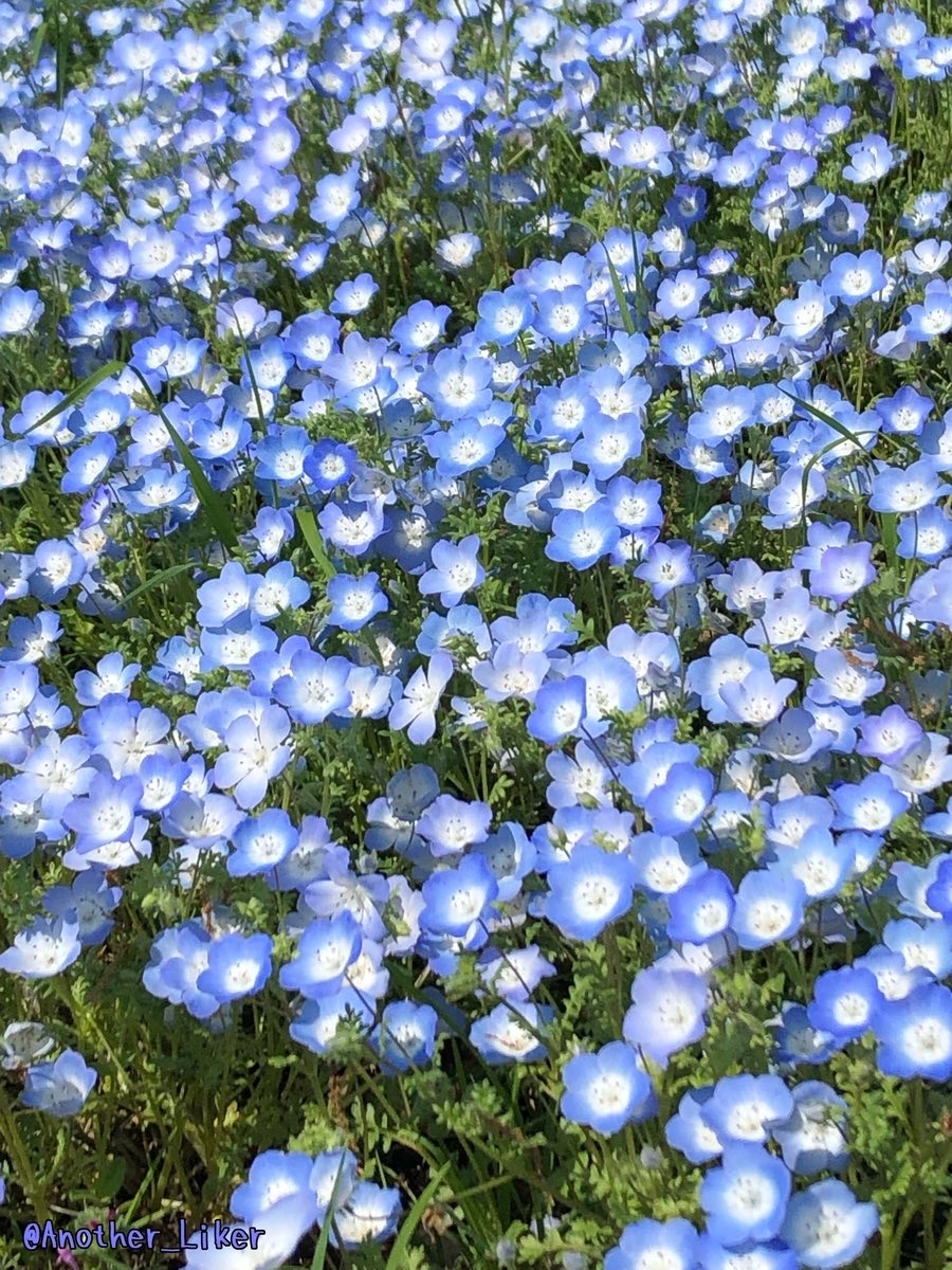 あなざー・らいかー tweet media