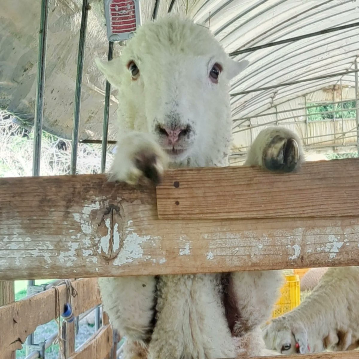 ひつじがりや tweet media