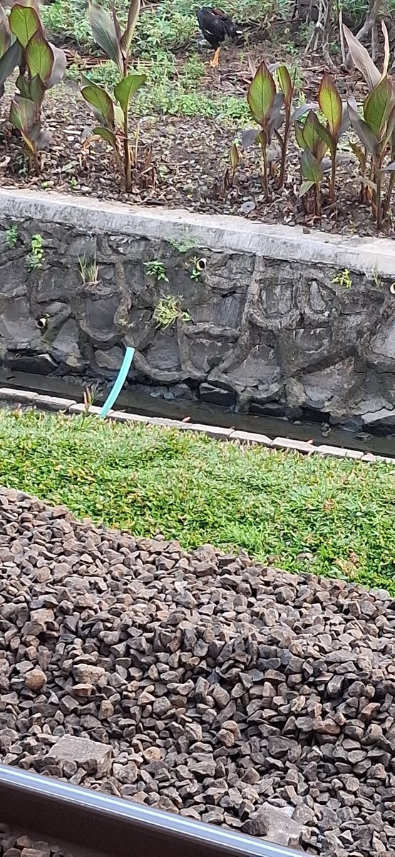 choputrii's tweet photo. @CommuterLine Tolongg dong di bekasi timurr ,, pengurusnya ngapainn ya??? Itu ikan2 udah pada kekeringan lohhh,, seenggak di rawat kek,, ikan juga mahluk hidup loh... di pindahin ke TEMPAT YG LAYAKK... @CommuterLine https://t.co/atQ2LTvK3k