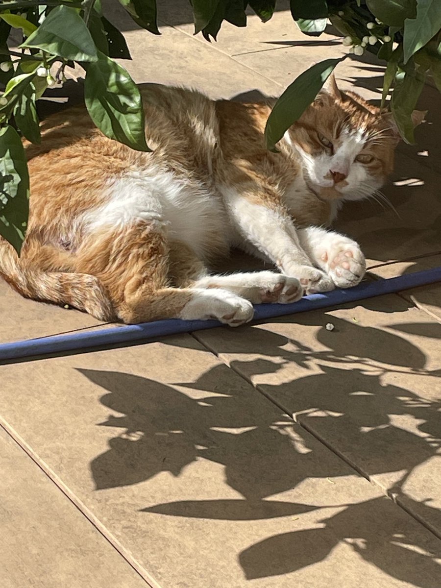 masae_mon's tweet photo. お気に入りの🍊の木の下。
気持ちよく寝てたね🐈 https://t.co/xmZXTjUTB0