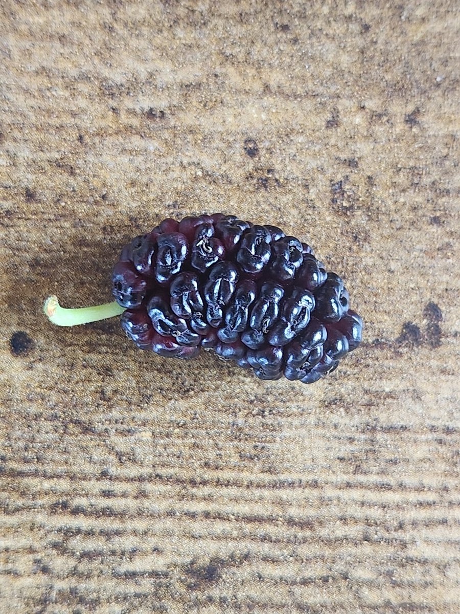GreerJackson3's tweet photo. Foraged mulberries

#foraging #food https://t.co/rBGBJK1a3T