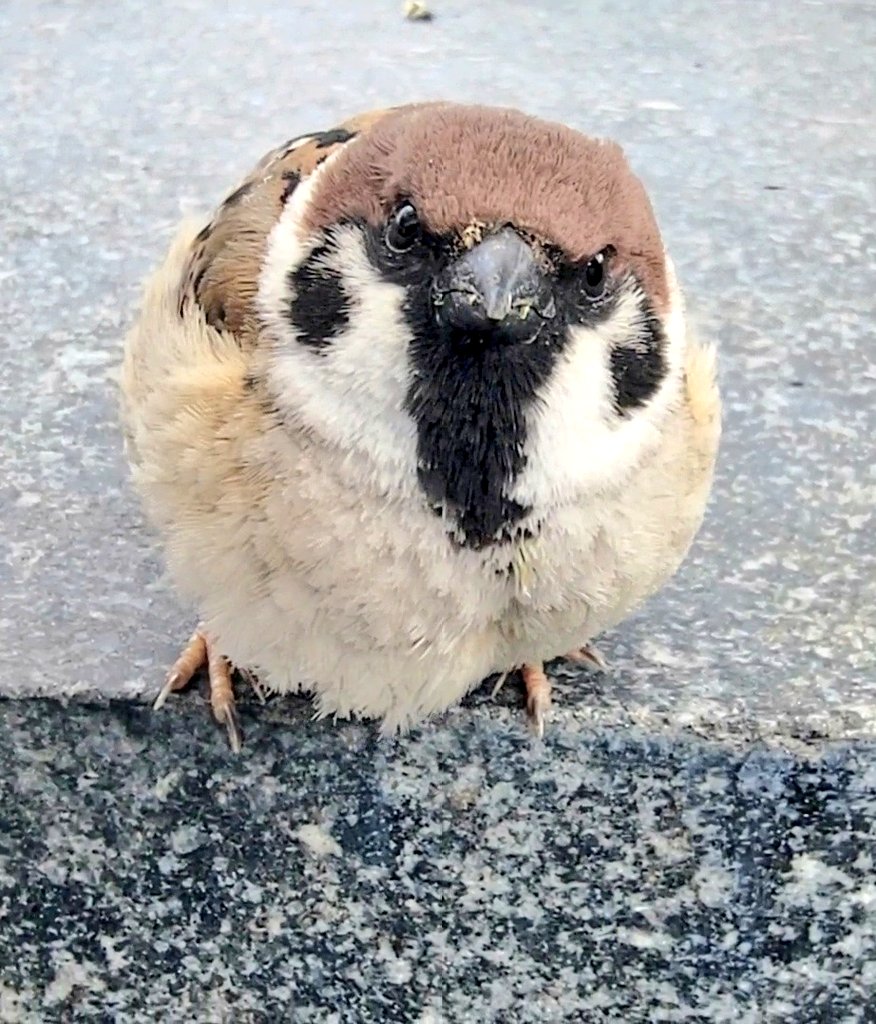 pi_pipi33's tweet photo. スズメﾁｬﾝ♪
ｵﾊﾖｰｺﾞｻﾞｲﾏｽ 🐥
今週もよろしくお願いします(⁠•⁠ө⁠•⁠)⁠ https://t.co/M3gSuGH5Wq
