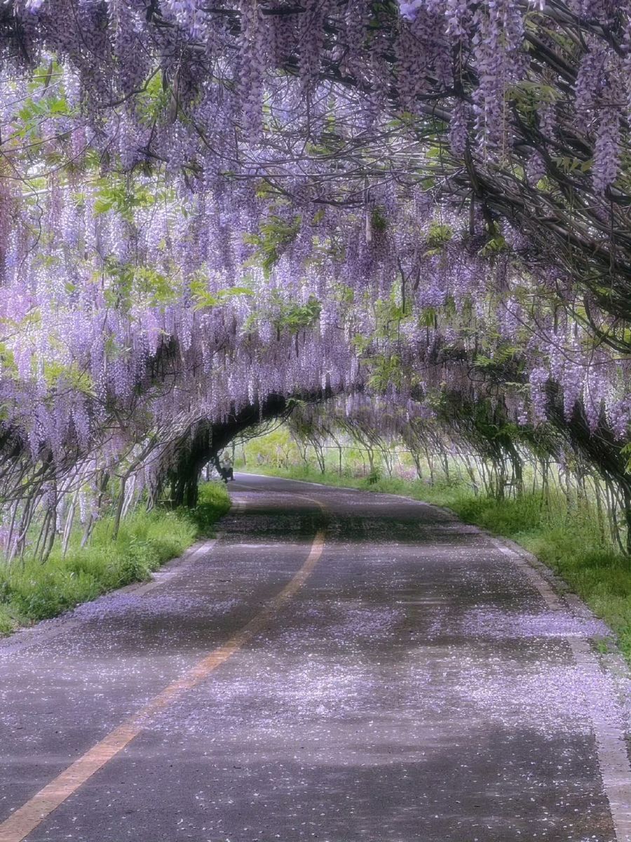 A purple tunnel of Wisteria leading to hidden dreams.