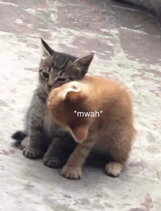 ♕ ´- 𝕽𝐎𝐒𝐄𝐇𝐄𝐀𝐑𝐓𝐒｡ tweet media