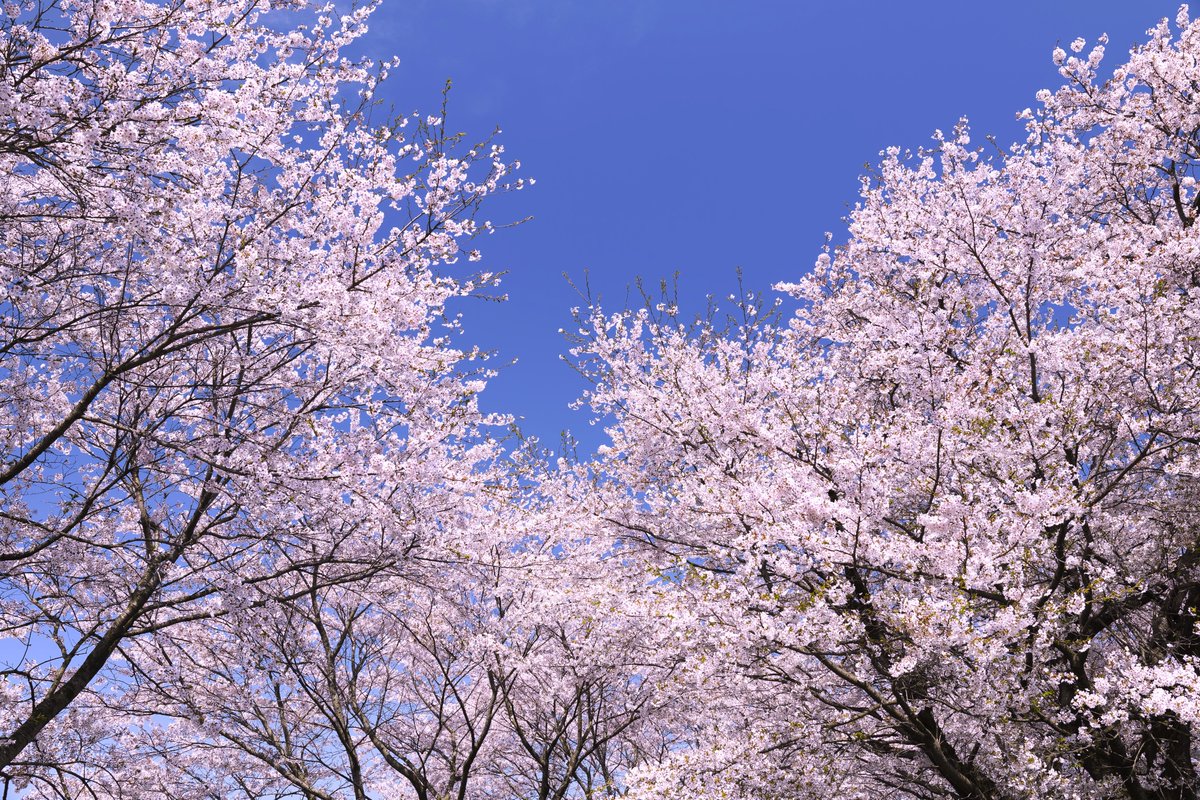 JollyRogers_88's tweet image. 春満開

#CANON #EOSR8