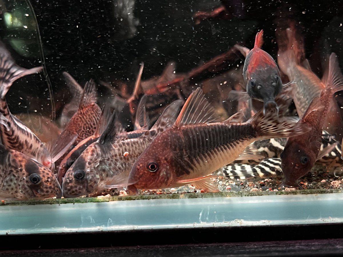 アンビシャス tweet media