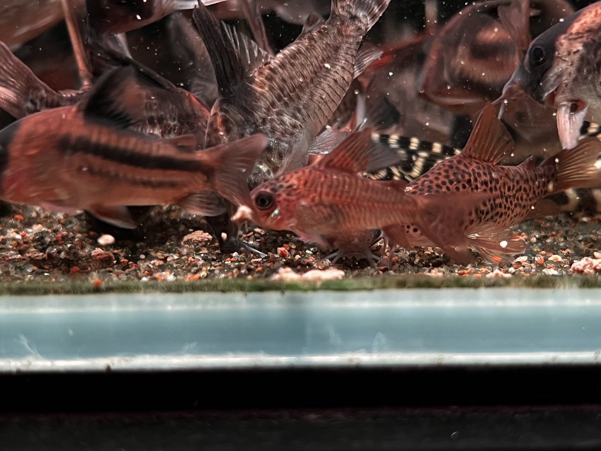 アンビシャス tweet media