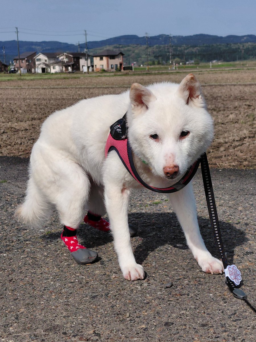 白柴らんたん tweet media