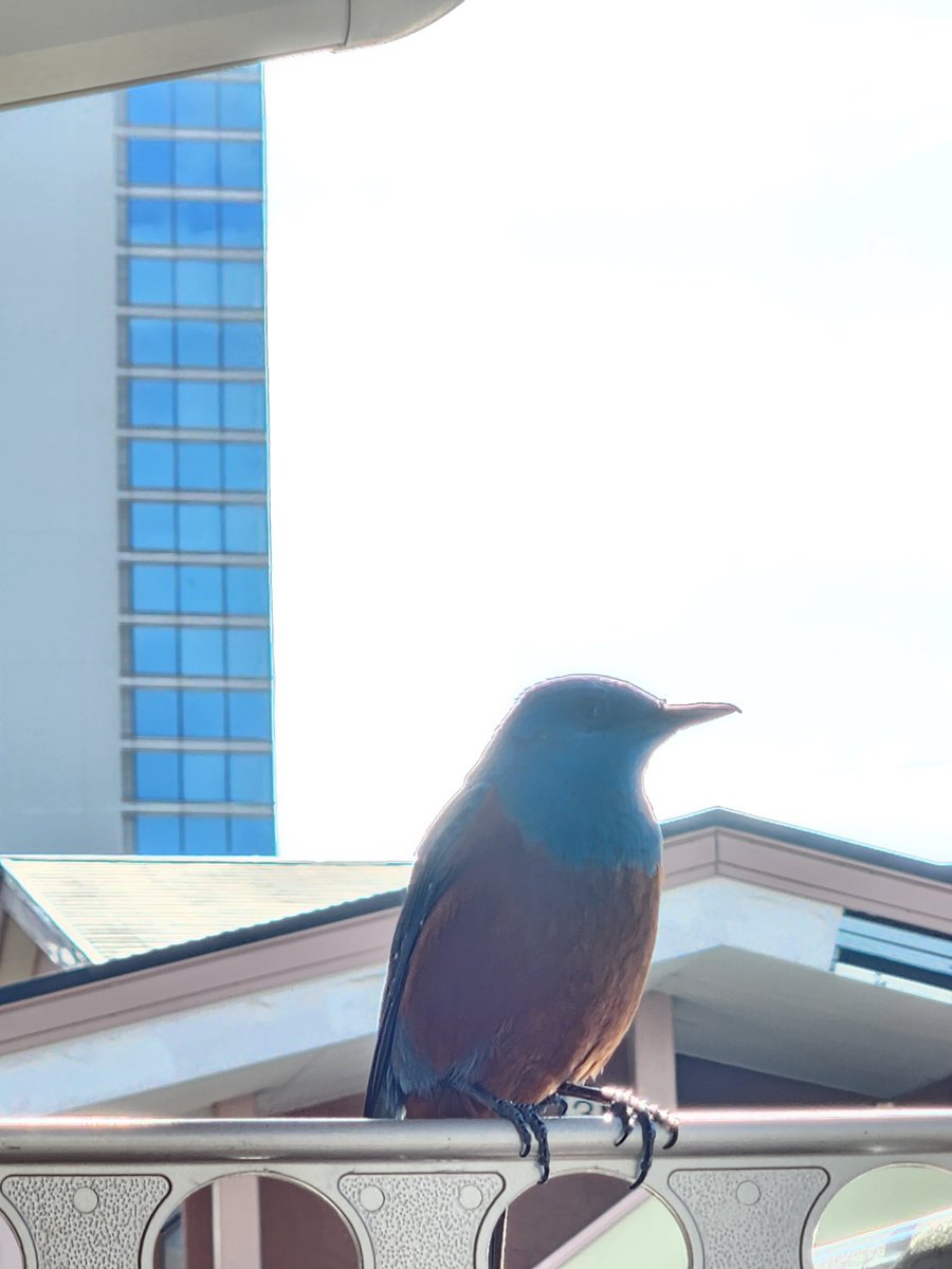 kyotokyo27's tweet photo. この鳥さんはどなたでしょうか？？
有識者さん教えて！

#鳥
#有識者さん https://t.co/dPLYuWuFFw