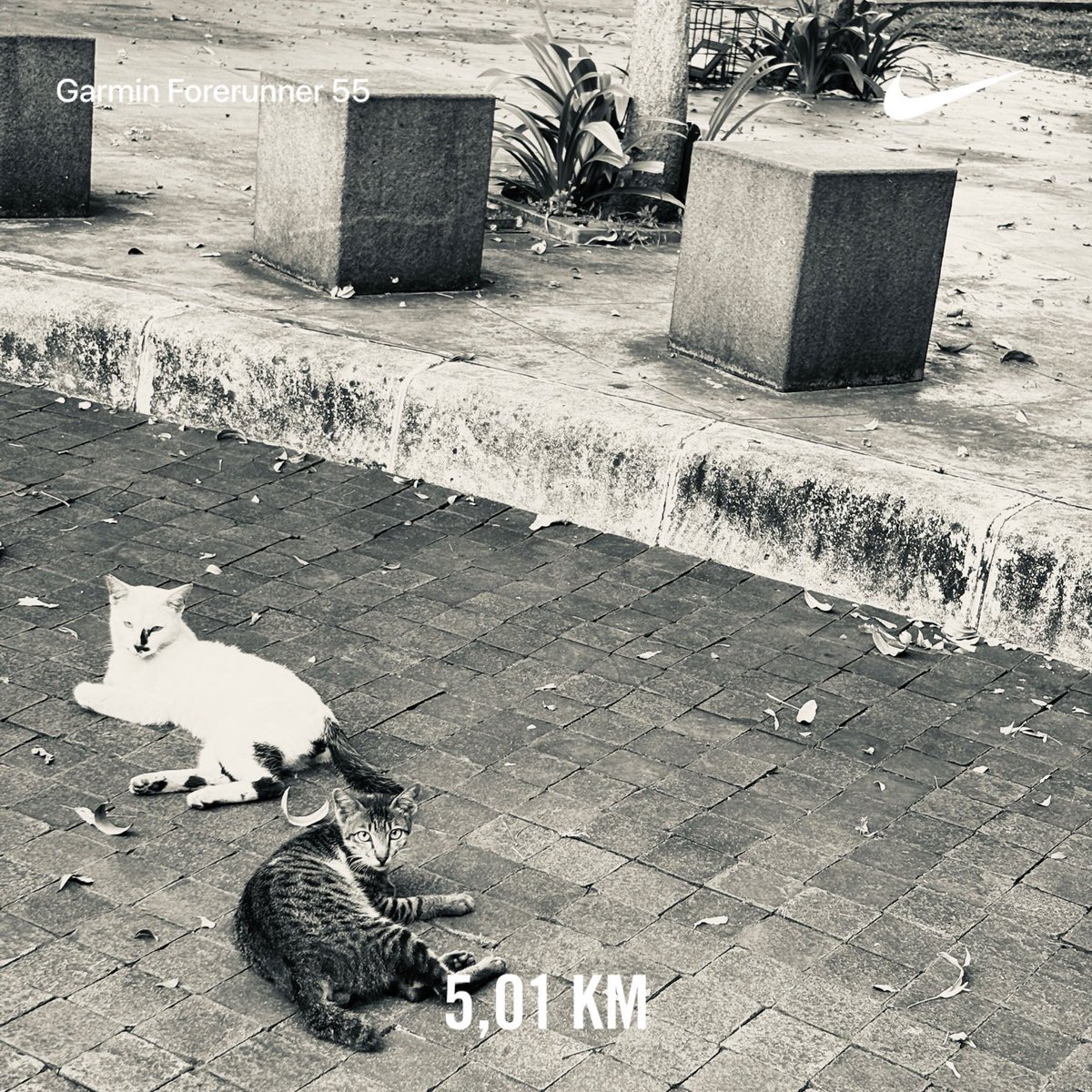 pgdifm's tweet image. #5k #nrc #nikeplus #justdoit #runwithhart #ayolari #marilari #pelariindonesia #indorunners #universerunners #indonesiaberlari2026 #StayActive 

strava.com/activities/181…