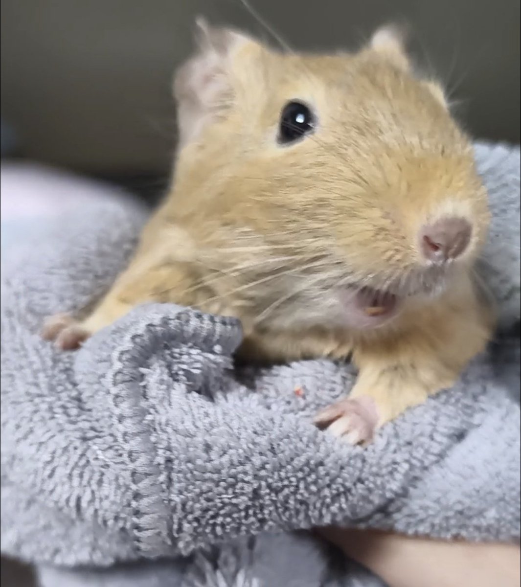 ウニ♀ tweet media