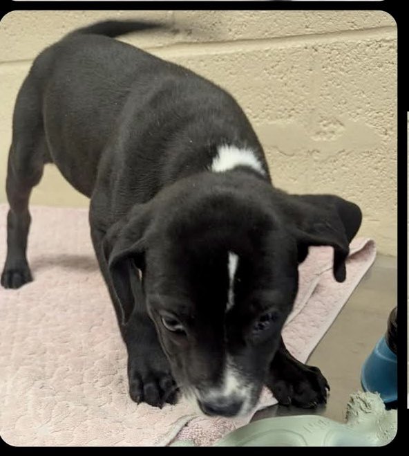 Donna Lac tweet media