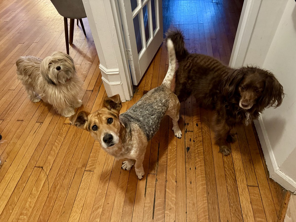 Sophie Vershbow tweet media