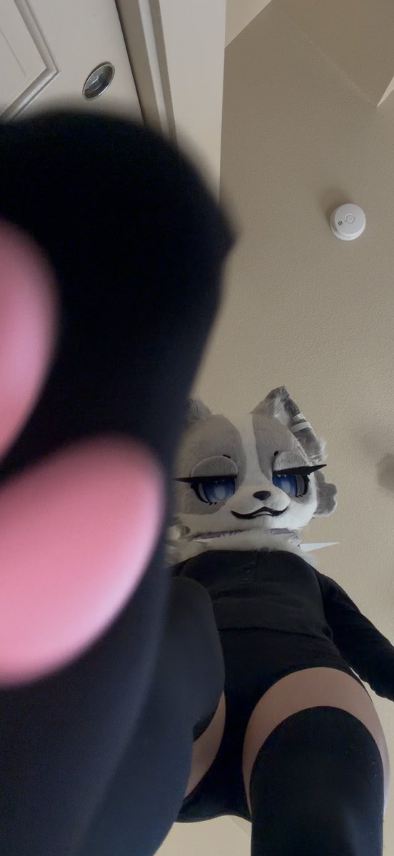 Piperhaspaws's tweet photo. Get STEPPED on…hmph😈 https://t.co/2Uxab9s3wE