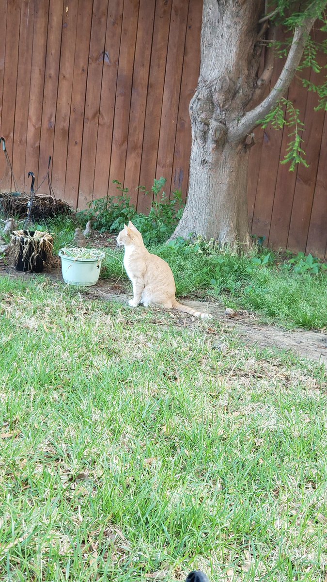rwyjunior's tweet image. 1st to claim my #backyard as it's hunting ground ... neighborhood #Cats