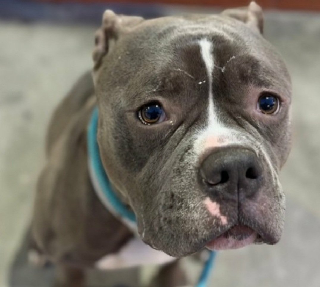 LisaBrabson's tweet image. 🚨MILO ID #247018 2yo - URGENT - KILL LISTED 
Adorable little guys owner has been DEPLOYED🇺🇸
Surrendered his precious boy😭 
#NYCACC  #Manhattan 
Plz #Adopt or #Foster this angel 
 Rescue is ready to pull and fees  covered 
details/application:  @notthesameone2
@JustinGood65768