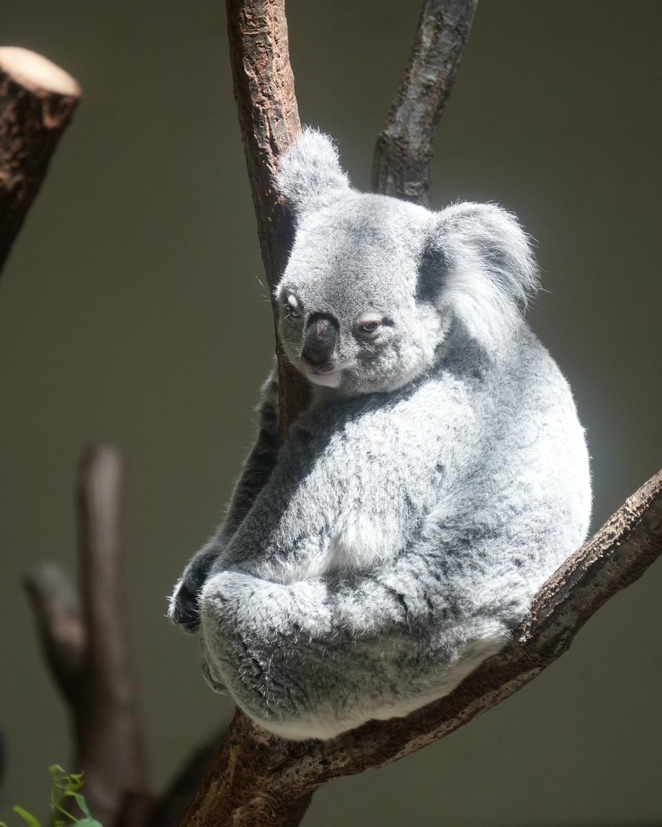 wony_koalove's tweet image. げつようびかぁー🙄

2026.04

#コアラ #koala #多摩動物公園 #きらら