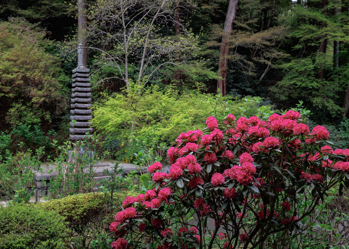 石楠花（シャクナゲ）が満開です✨
ヤマブキやシャガなどの花の見頃も続いております☺️

【お知らせ】

秘仏特別公開（如意輪観音、弁財天、羅刹天）

4月1日（水）〜5月31日（日）

三重塔初層特別開扉

4月25日（土）〜5月6日（水）

HPにて季節運行バス🚌情報掲載

＃岩船寺
＃gansenji
