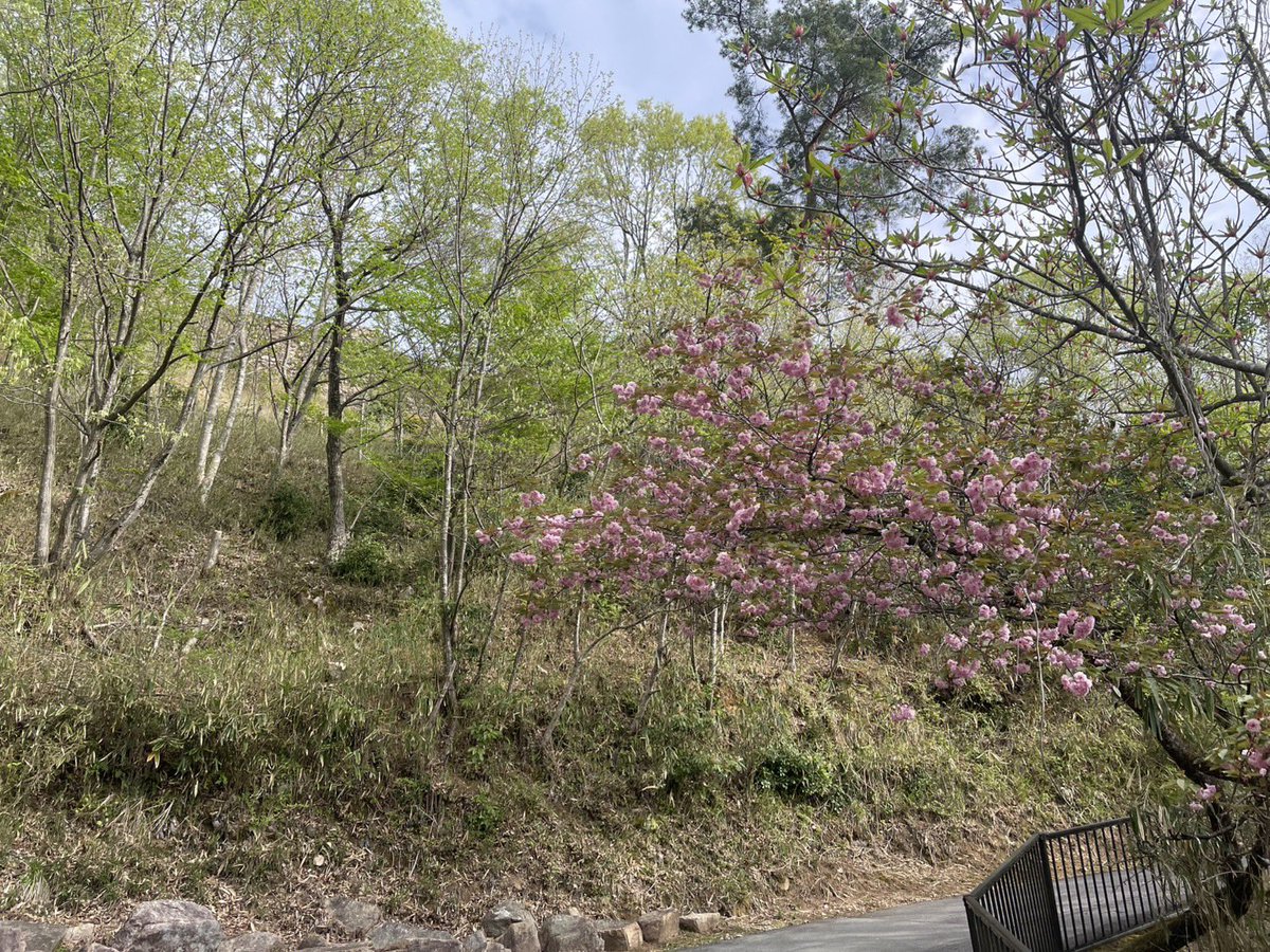 【公式】竹田城跡（兵庫県朝来市） tweet media